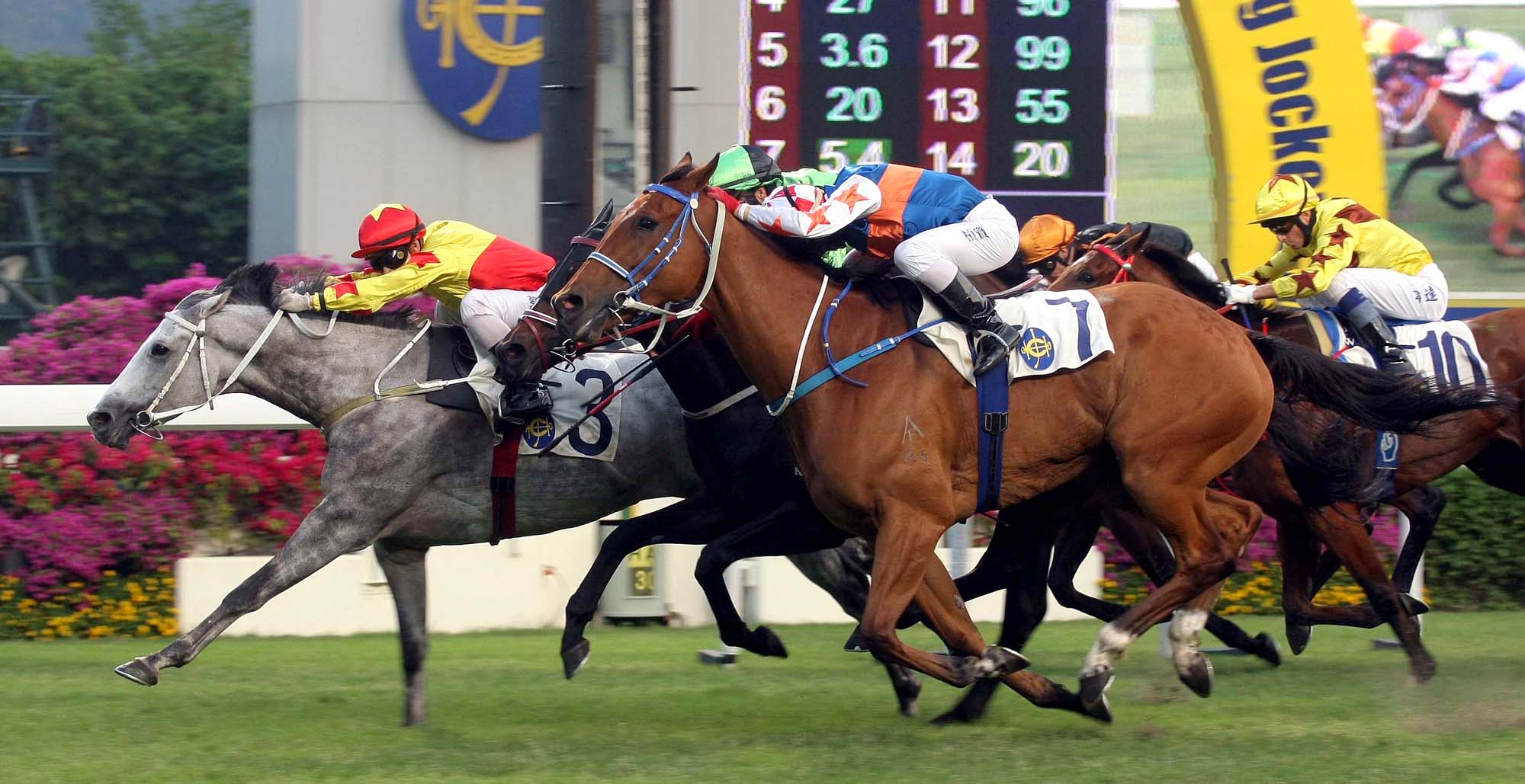 Horse Racing in Hong Kong HK Expats